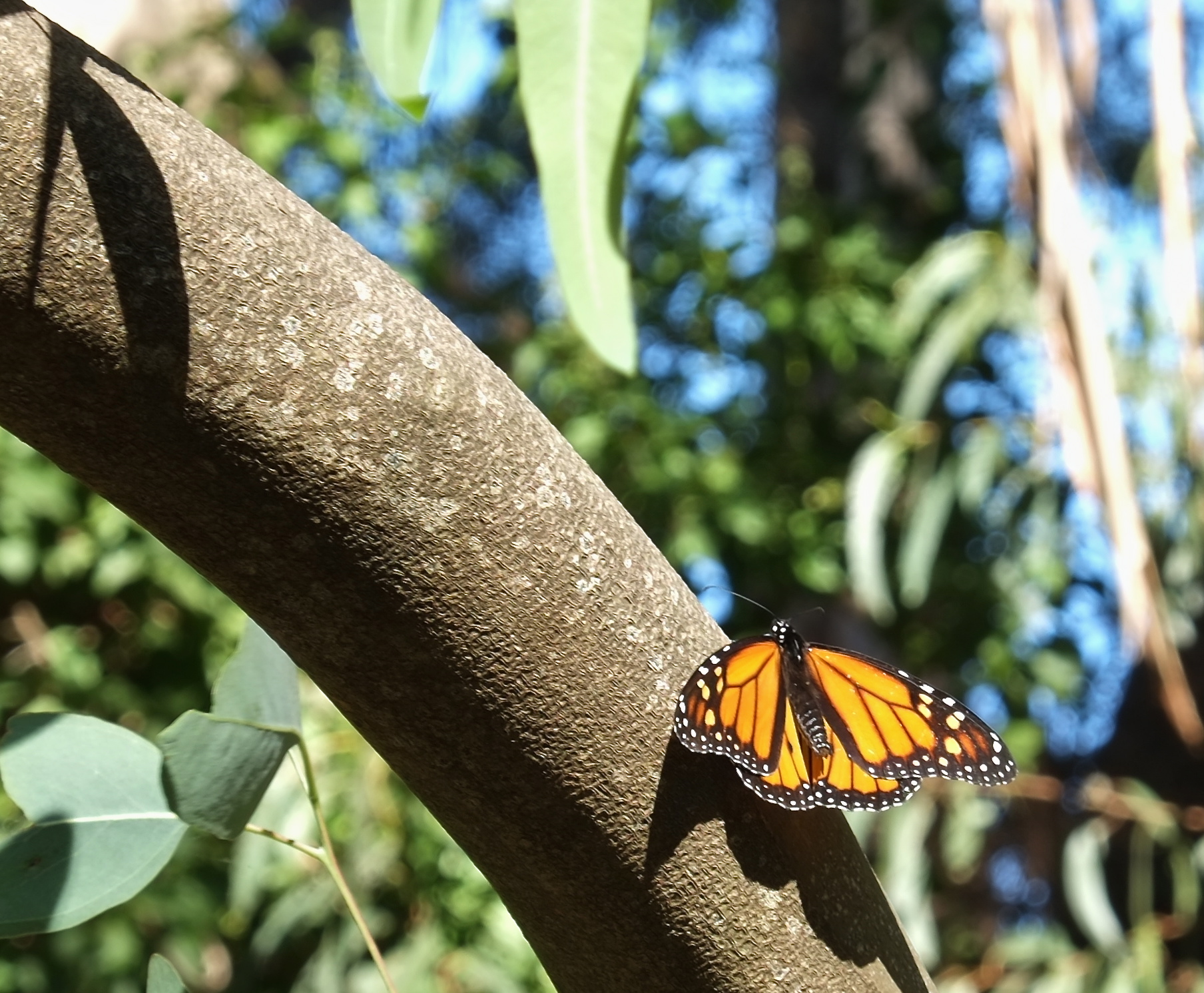 Santa Cruz Natural Bridges & Monarch Butterflies C I T I N E R A R I E S